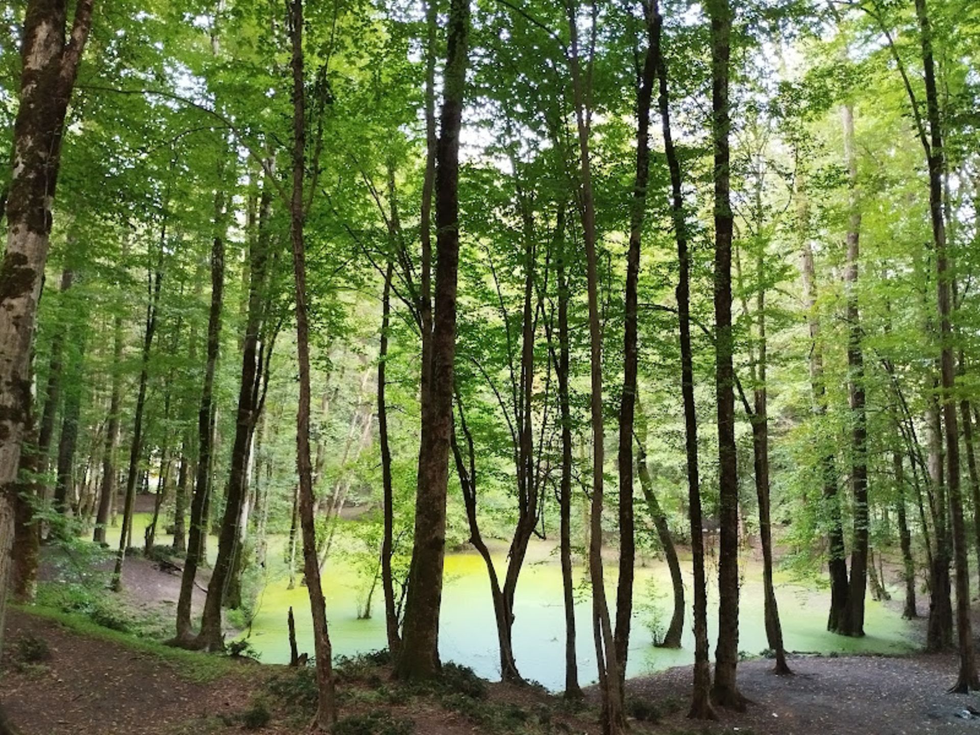 Nature of the Hussel Mullah