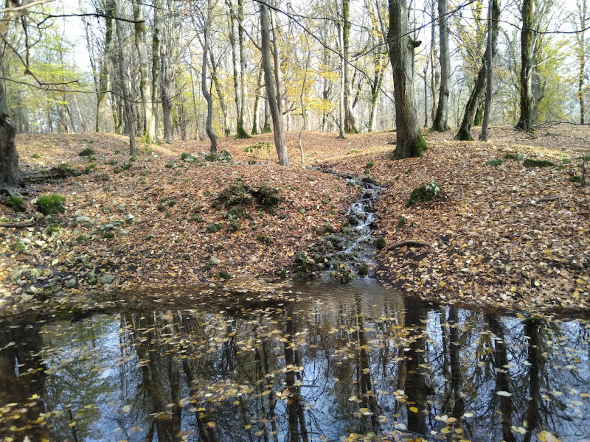 Hessel marsh in autumn
