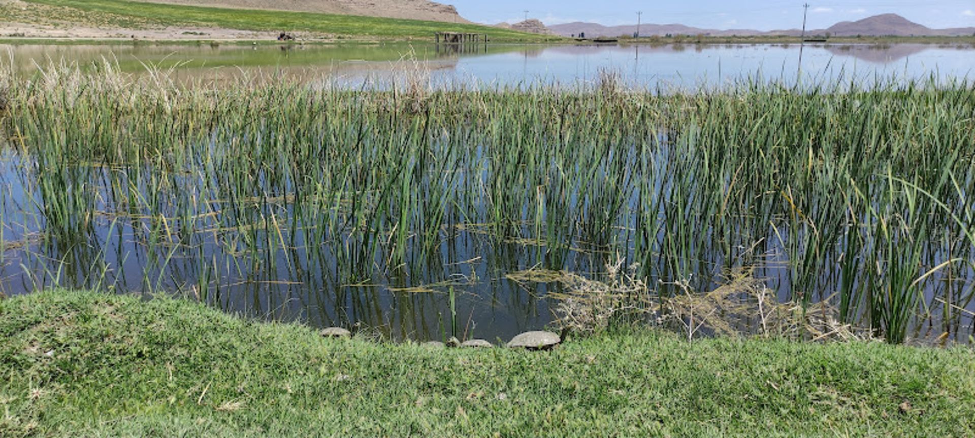The nature of the wetland