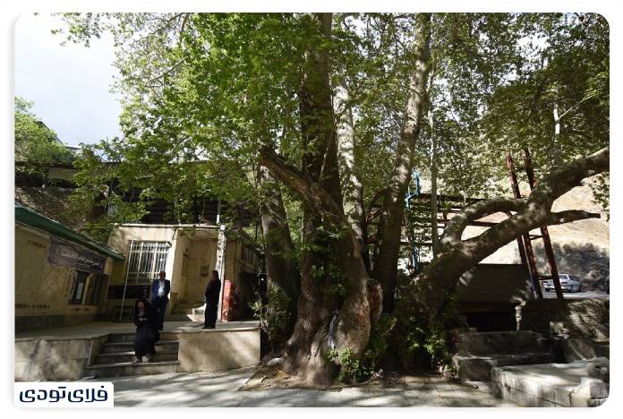 Sangan Village Plant