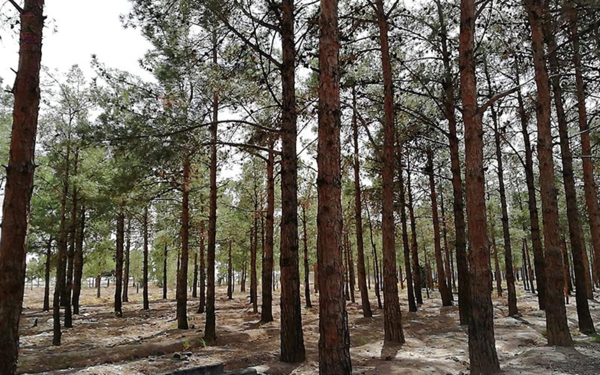 Dr. Kordwani's forest garden nature