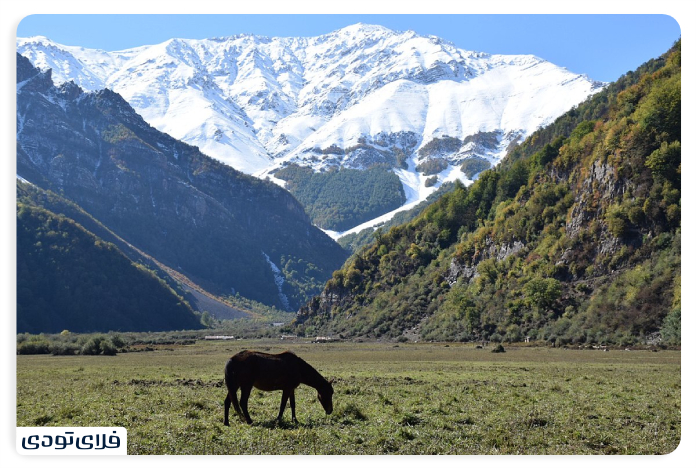 The vegetation and animal coverage of the plain