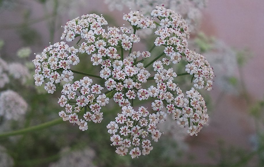   How to use sweat for stomach pain and swelling