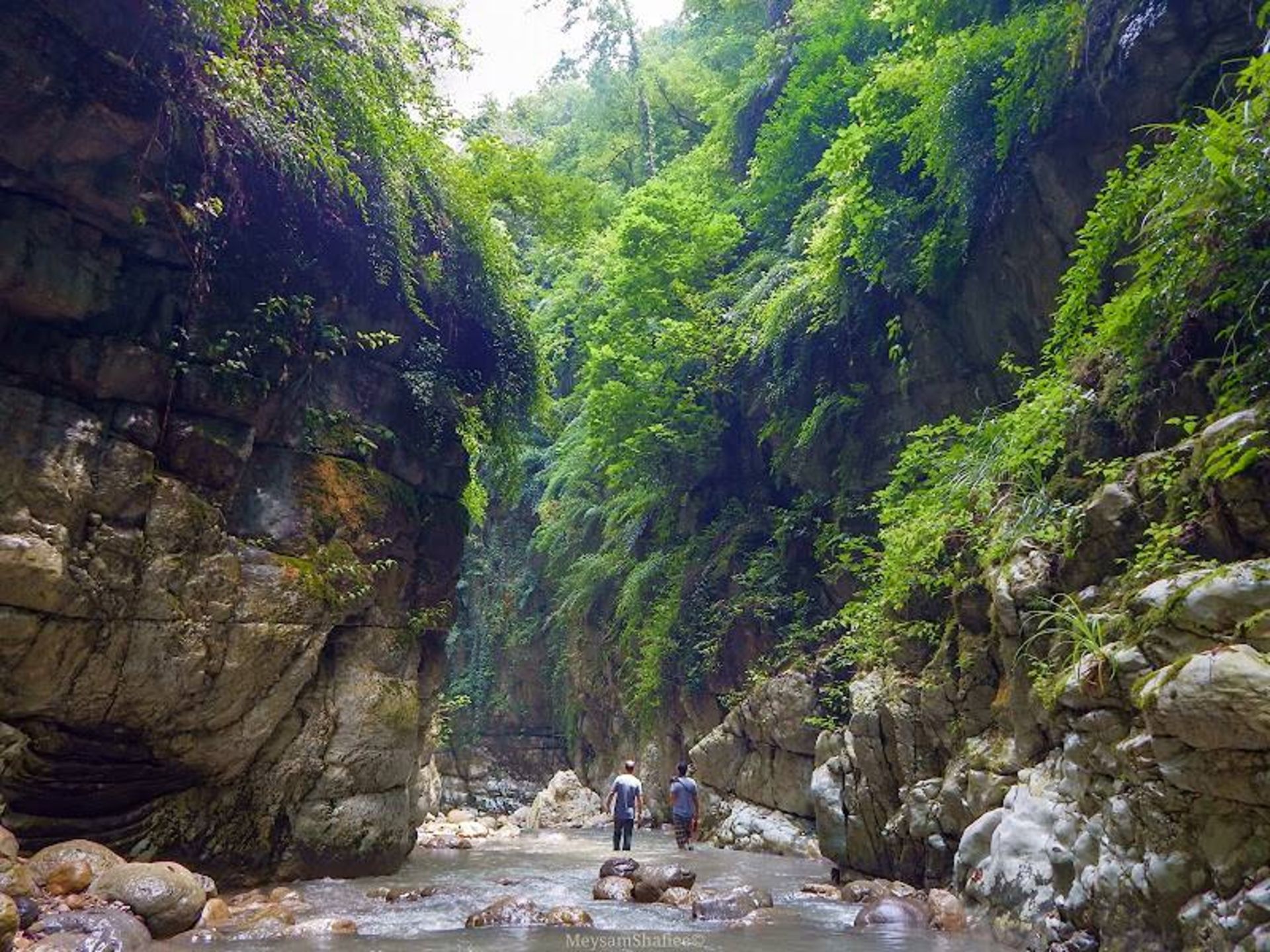 The nature of the river and the narrow trees