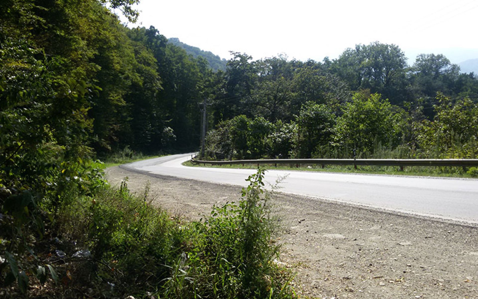 Trees of Chalus Marzan Abad
