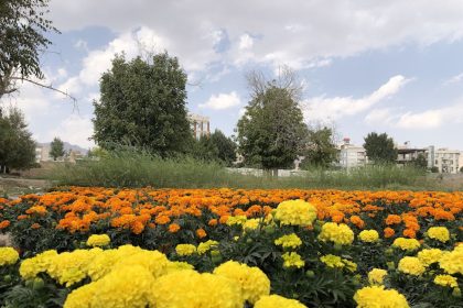 The flower village of the neighborhoods in the spring