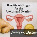 Ginger properties for the uterus and ovary