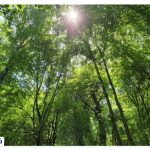 Where is the beech forest?