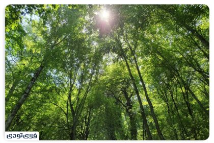 Where is the beech forest?