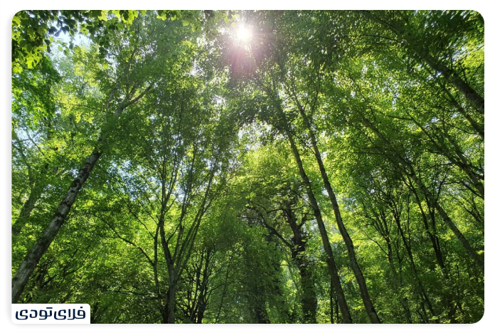 Where is the beech forest?