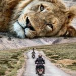 Surreal Photo of Milk Watching Motorcyclists