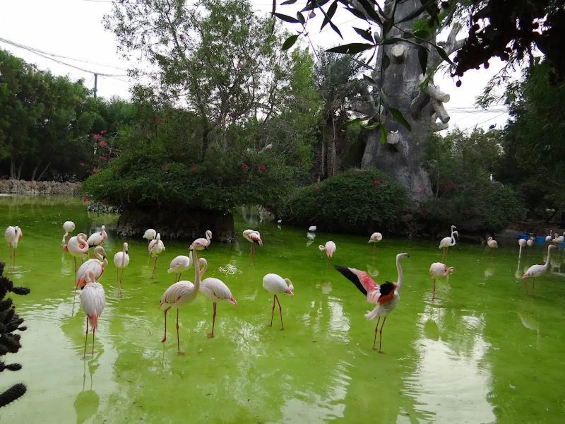 Stains in Kish bird garden