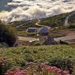 Spring flowers in Filband village
