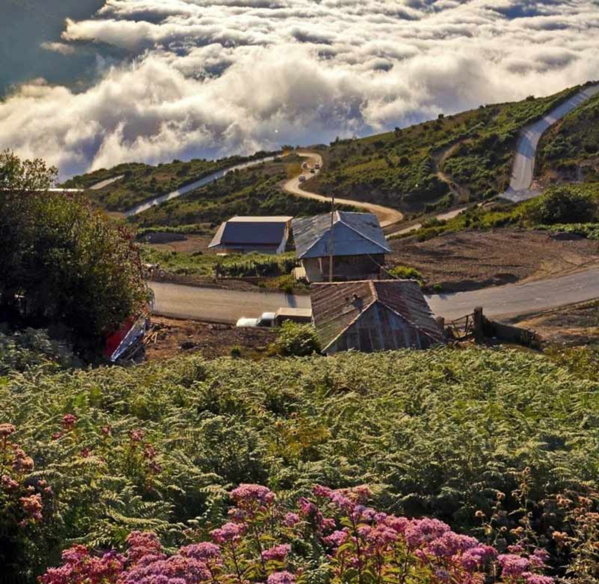 Spring flowers in Filband village