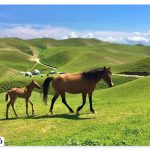 Where is the desert Turkmen? | The legendary plain of Iran