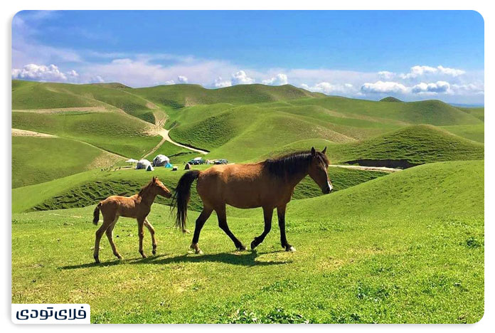 Where is the desert Turkmen? | The legendary plain of Iran