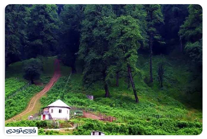 The forest of two thousand three thousand