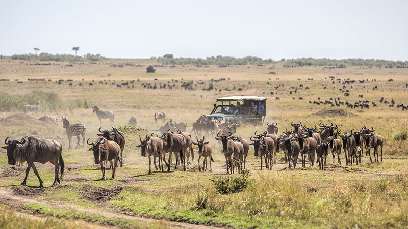 The best places to see safari and wildlife in Kenya