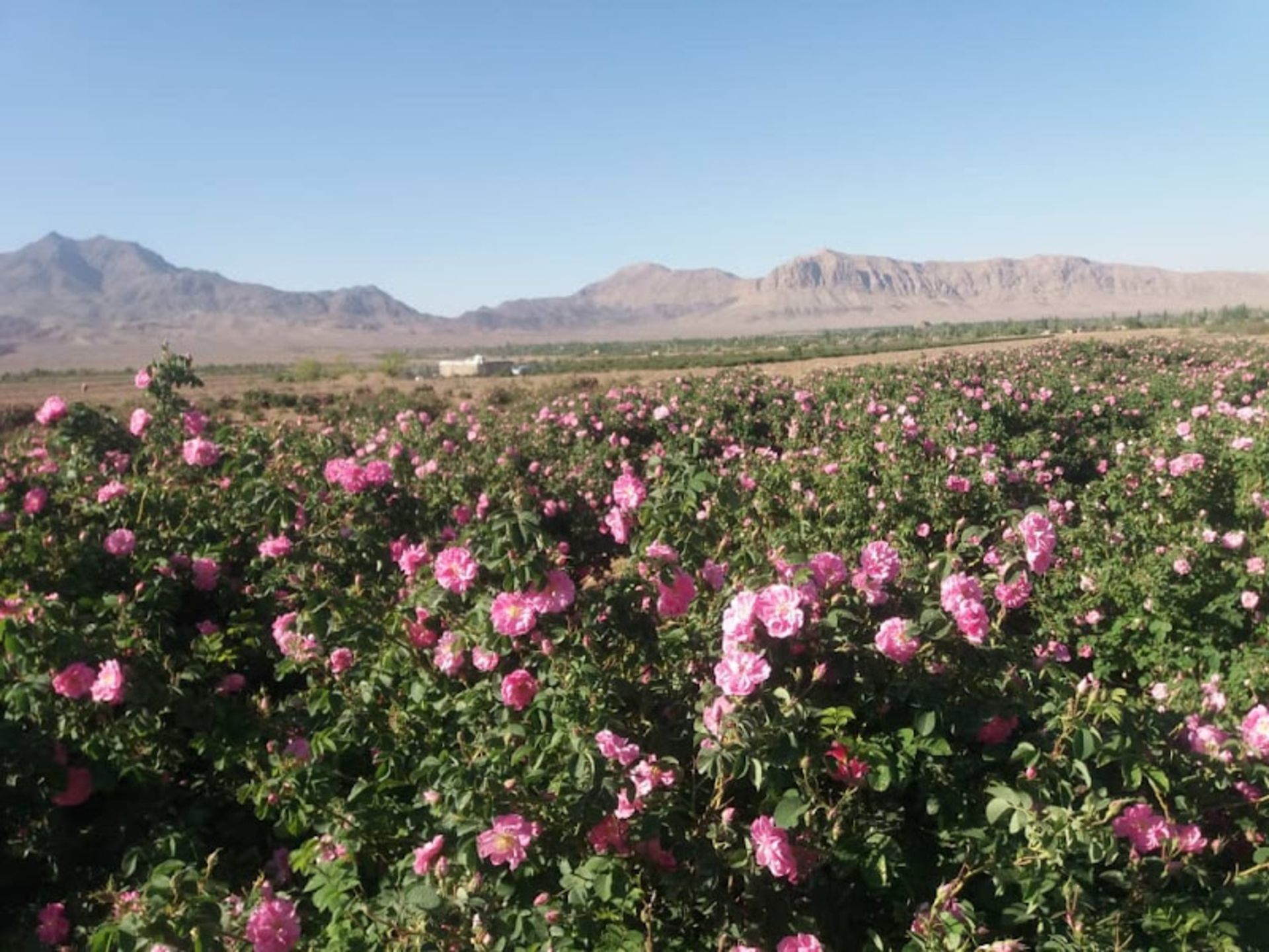 Mohammadi flower garden in Niasser