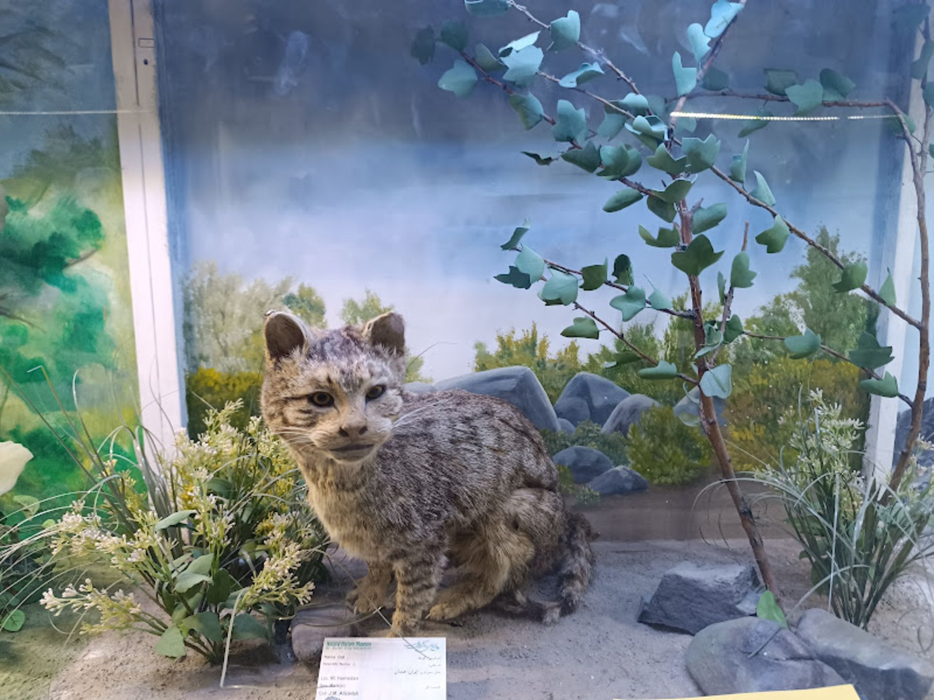 Taxidermal animal at the Museum of Natural History of Hamadan