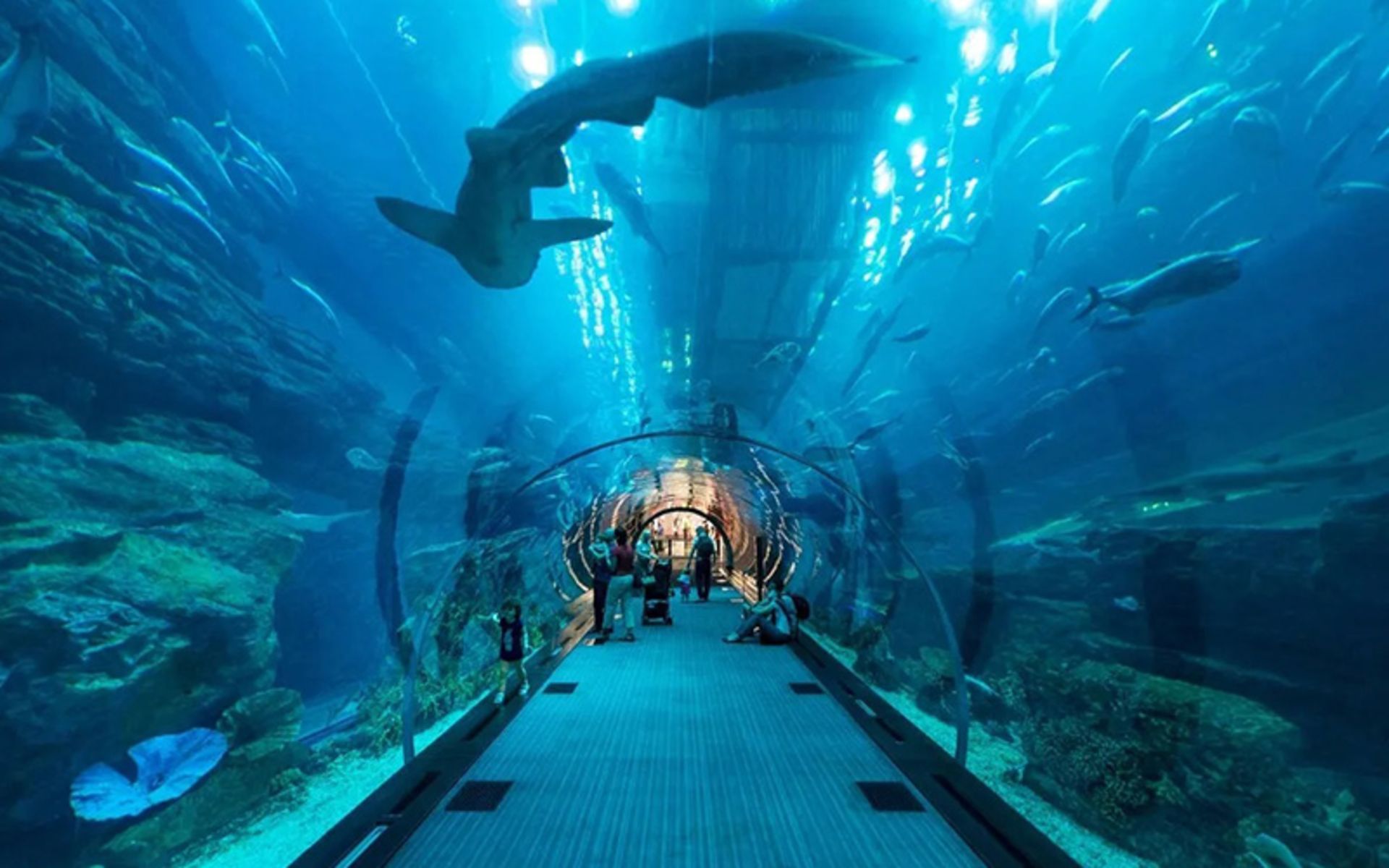 Aquarium tuna tunnel
