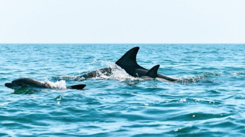 Shidor Protection: The Importance of Protecting Ecosystem