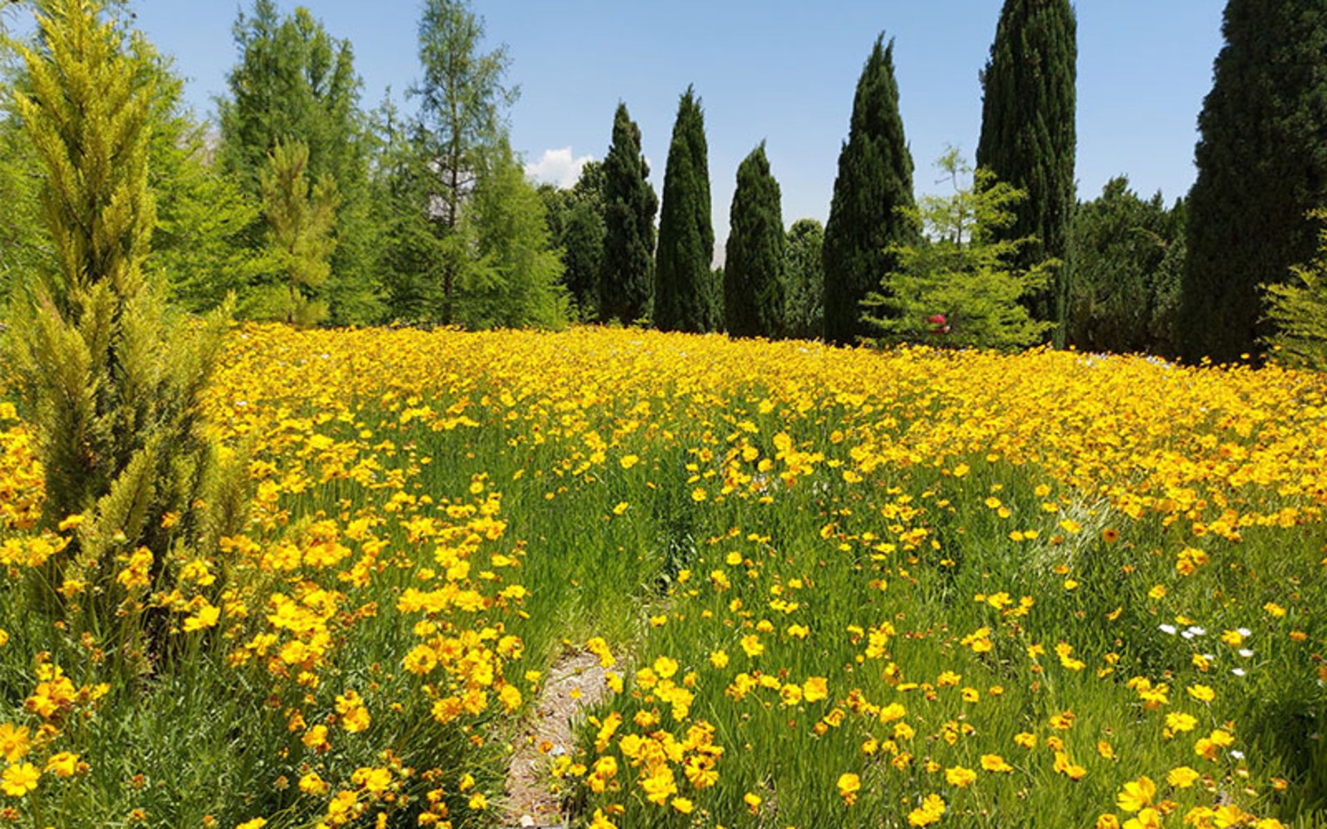 Yellow flowers in the National Garden of Iran