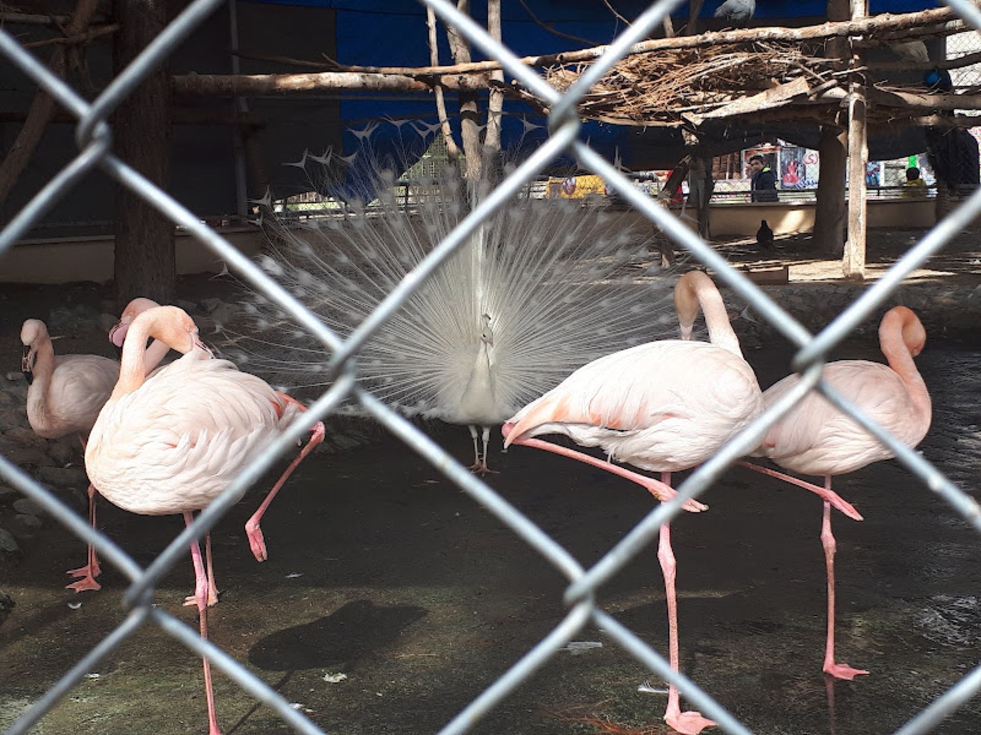 White Peacock and Locks in Eram Zoo