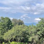 Alimistan Forest Trees