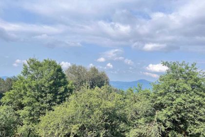 Alimistan Forest Trees