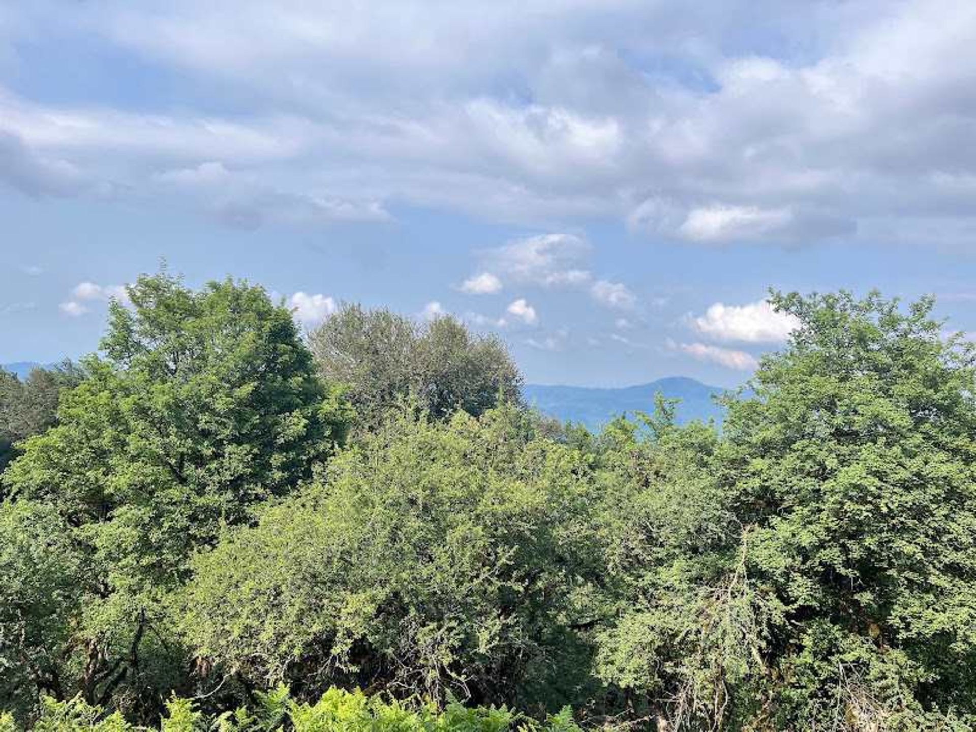 Alimistan Forest Trees