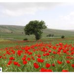 Shaghayegh Calpus plain