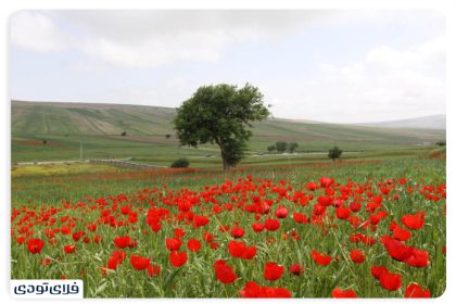 Shaghayegh Calpus plain