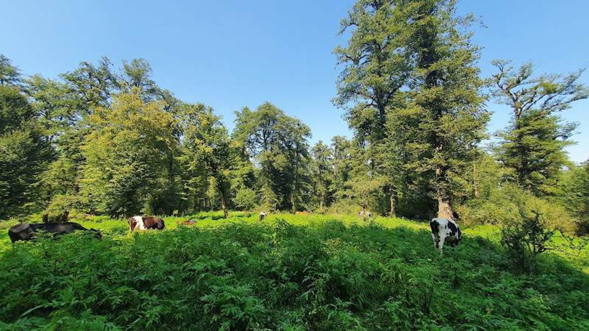 Dalkhani forest trees and animals