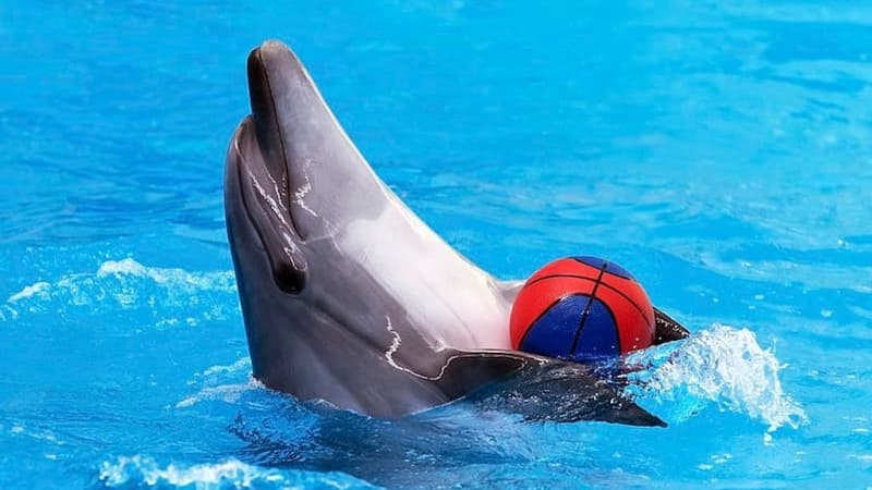 Guide to the Dolphin Kish Park; Important points before you go