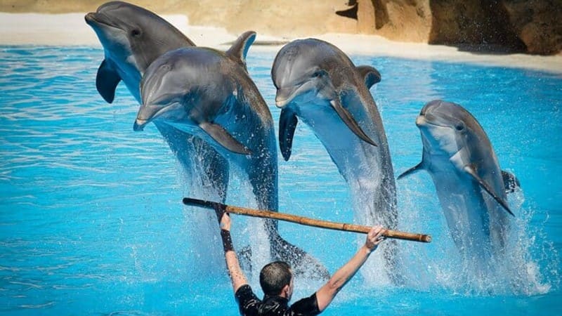 Visiting and Ticket Price of Kish Dolphin Park in Year 2