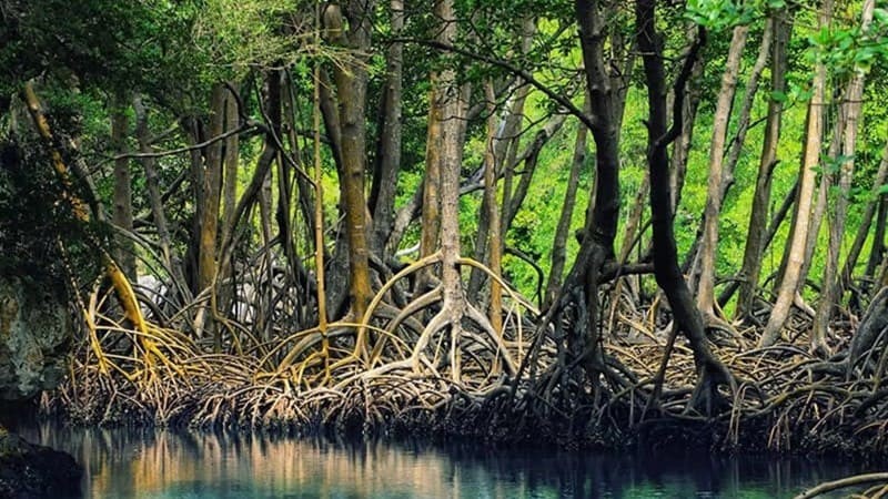 Important tips to visit the mangrove forest