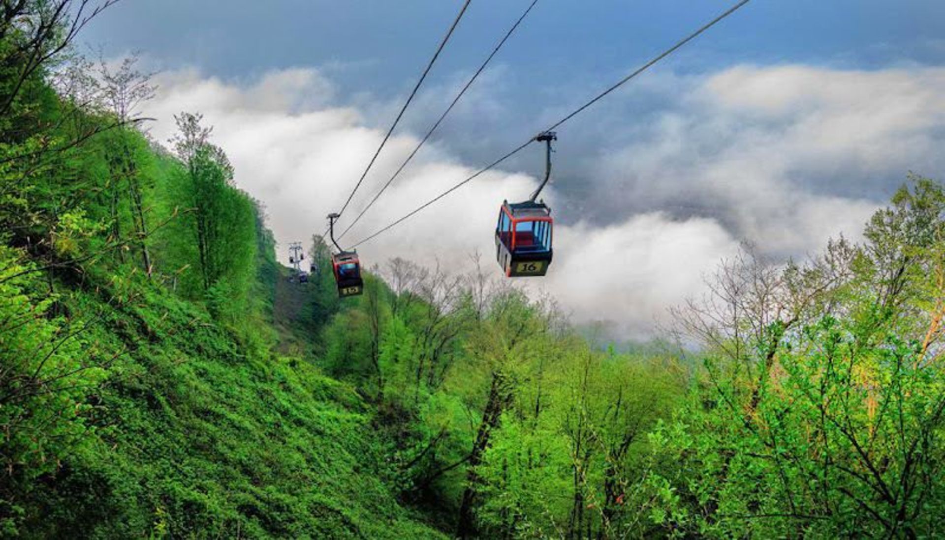 Ramsar Cab's Forest Rouge from the Forest