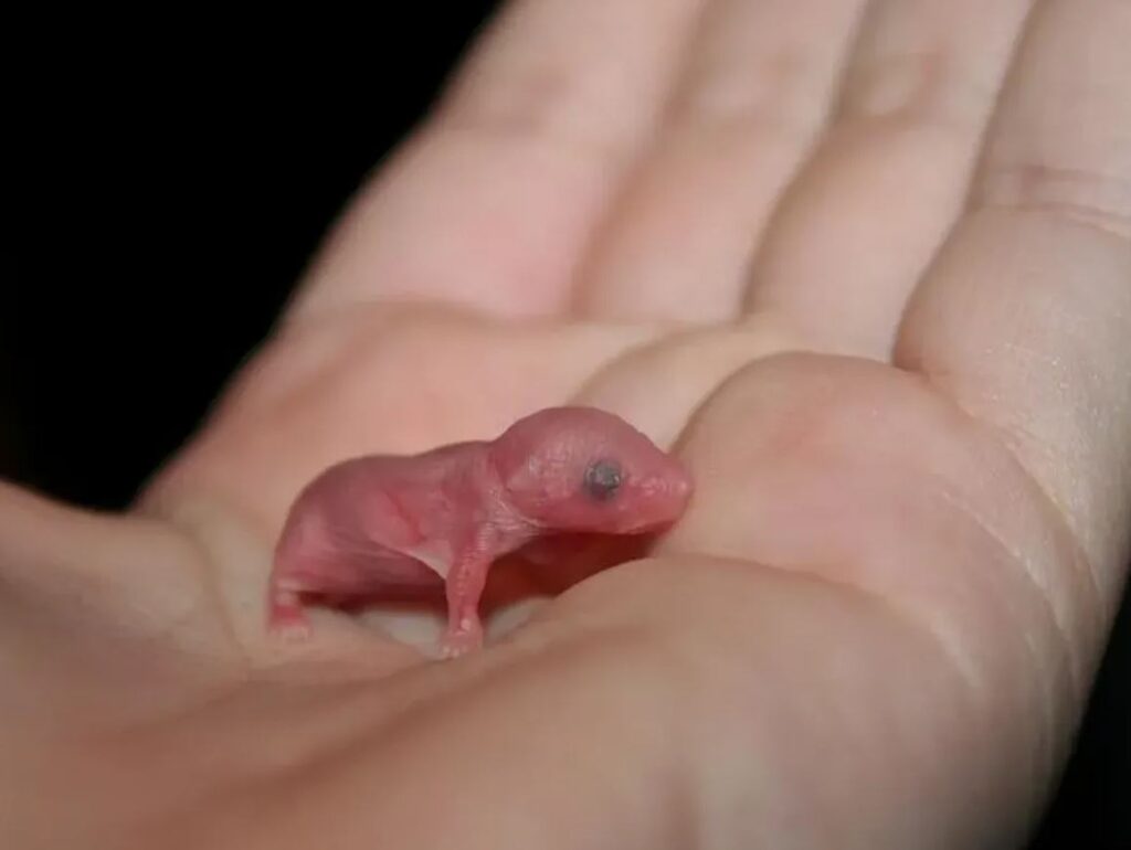 1- Baby live rats