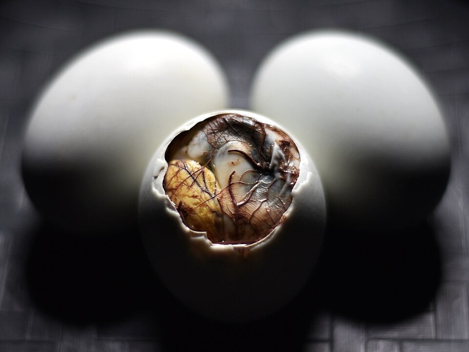 The bird's embryo in the egg