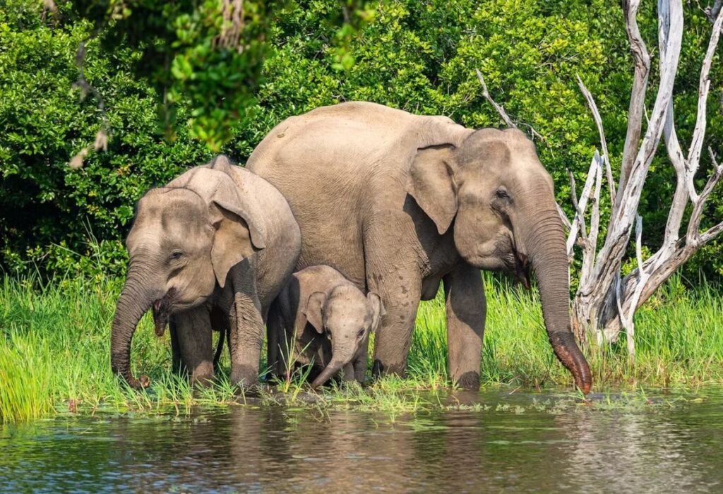 Wildlife / Thailand or Sri Lanka