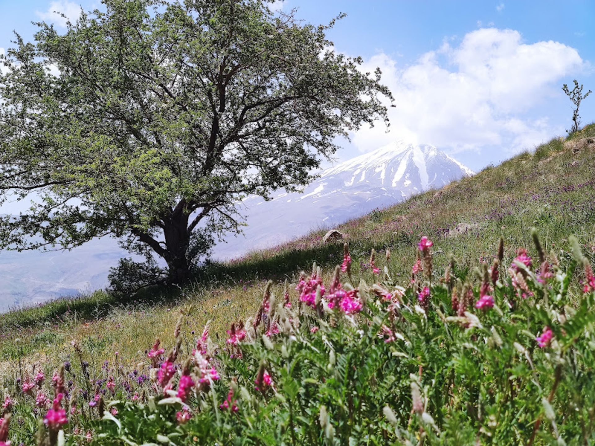 Pink flowers in the Azo plain