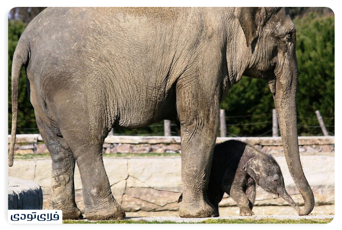 Izmir Wildlife Park, Dale Yashim
