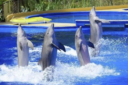 About Kish Dolphin Park Happy recreation on the island you should try