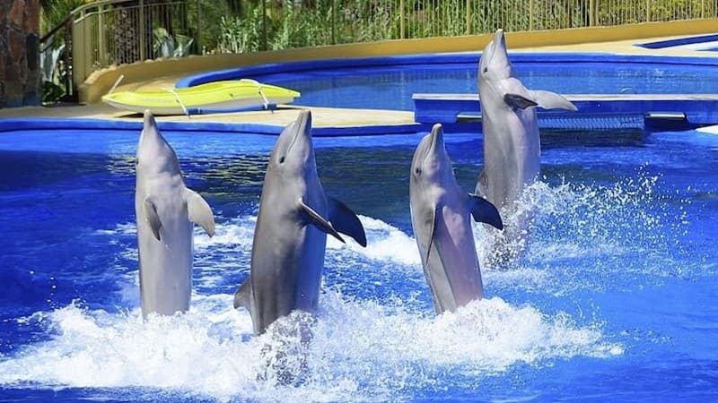 About Kish Dolphin Park Happy recreation on the island you should try