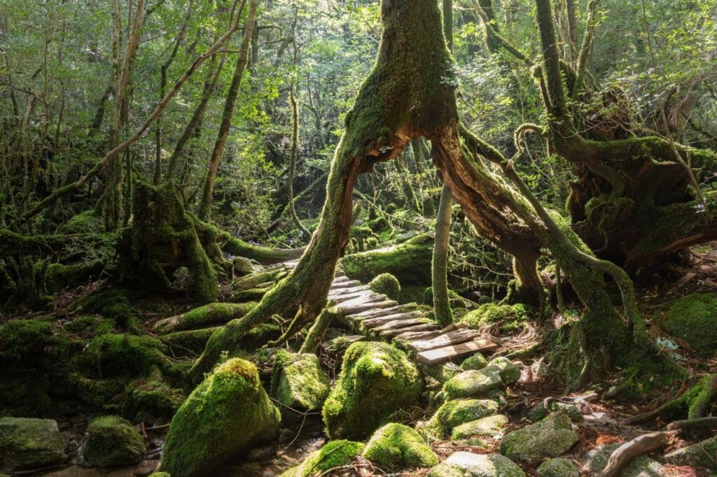 Acquaintance with Japan's Yakushima Island; The ancient forests in the heart of the wild