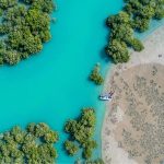 Mangratory Forest: Boating Experience in Qeshm Magic Nature