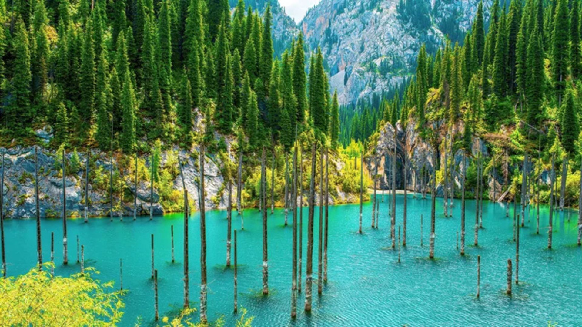 The forests drowned in Kazakhstan Lake