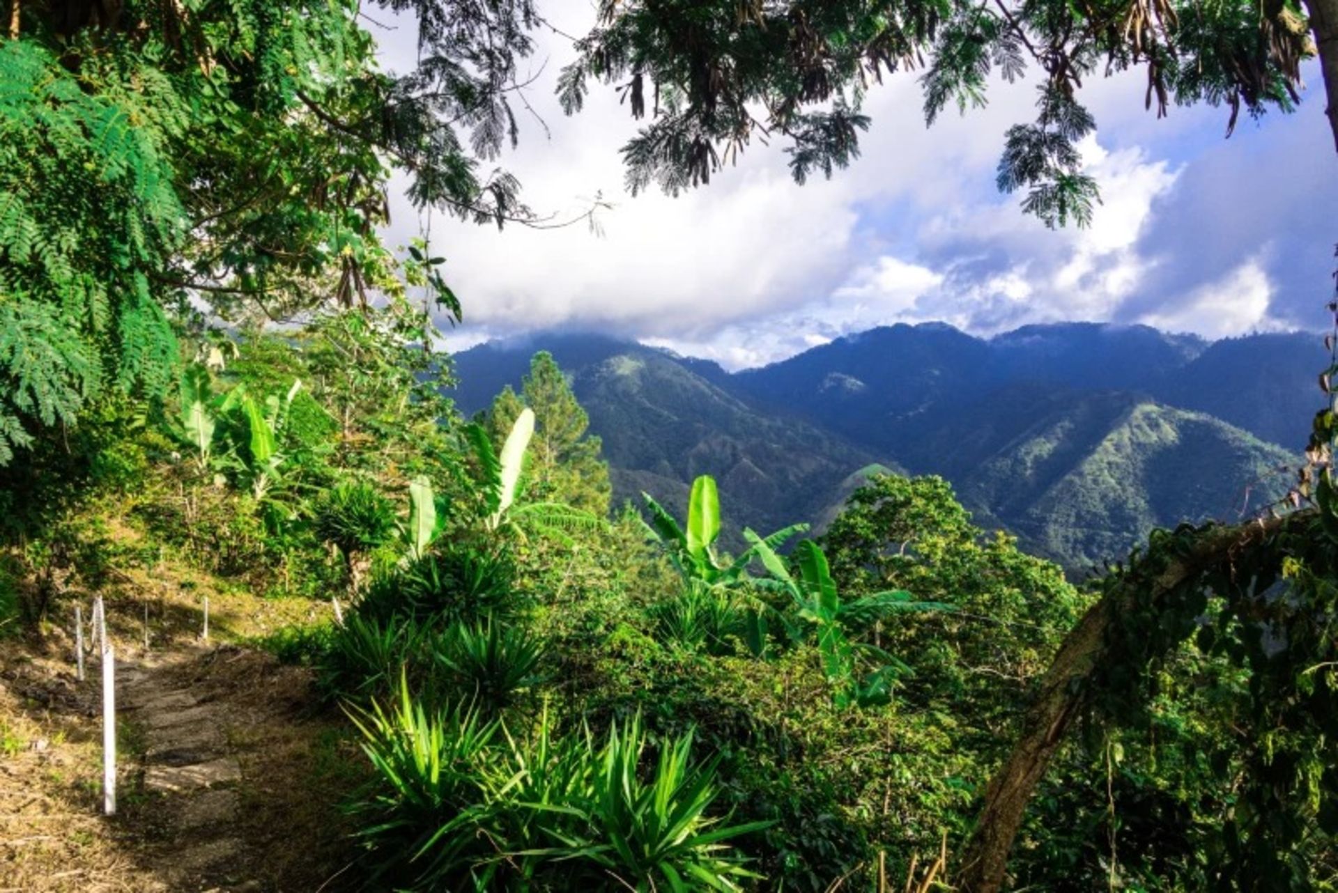 The lush view of the Blue Jamaica Mountains 