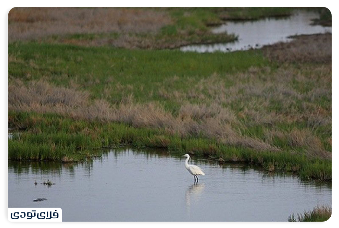 Aq Pilgrimage Wetland